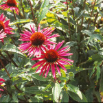 Echinacea purpurea